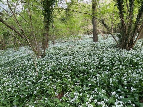 Priors Wood