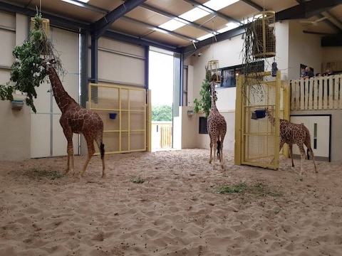 Bristol Zoo Project