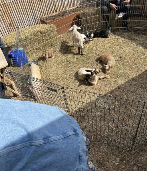 Calgary_Butterfield_Acres_Petting_Farm_1