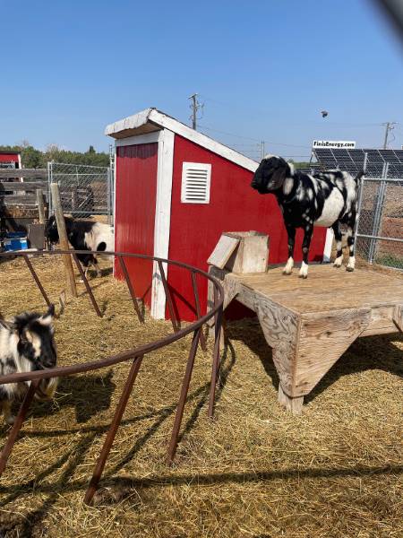 Calgary_Butterfield_Acres_Petting_Farm_2