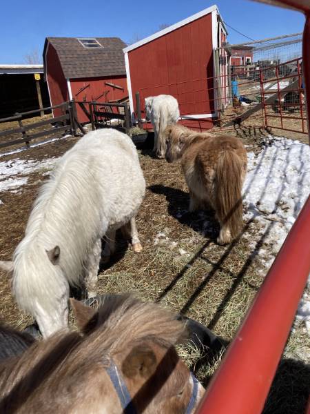 Calgary_Butterfield_Acres_Petting_Farm_3