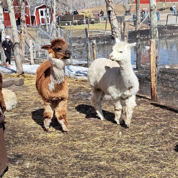 Calgary_Butterfield_Acres_Petting_Farm_6