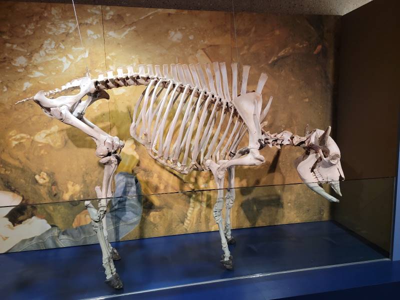 Calgary_Head-Smashed-In_Buffalo_Jump_World_Heritage_Site_9