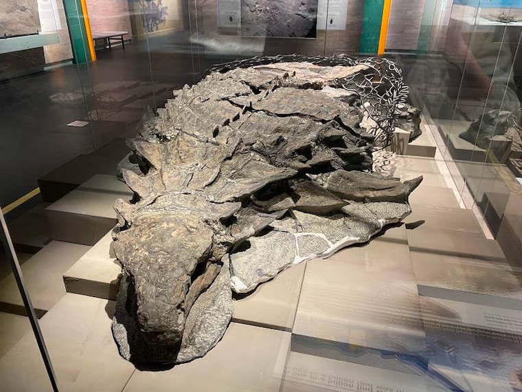 Calgary_Royal_Tyrrell_Museum_10