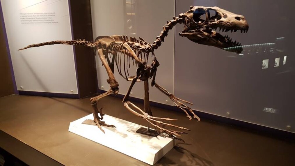 Calgary_Royal_Tyrrell_Museum_4