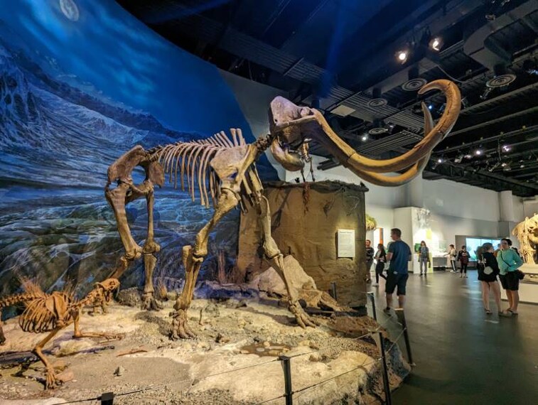 Calgary_Royal_Tyrrell_Museum_6