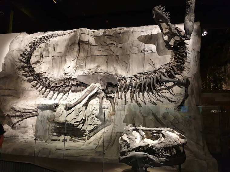 Calgary_Royal_Tyrrell_Museum_7