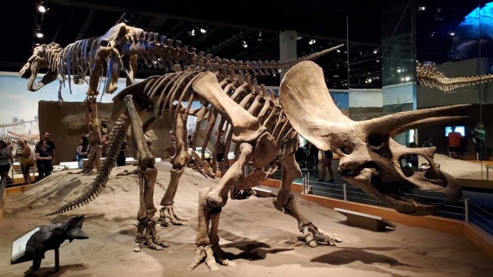 Calgary_Royal_Tyrrell_Museum_9