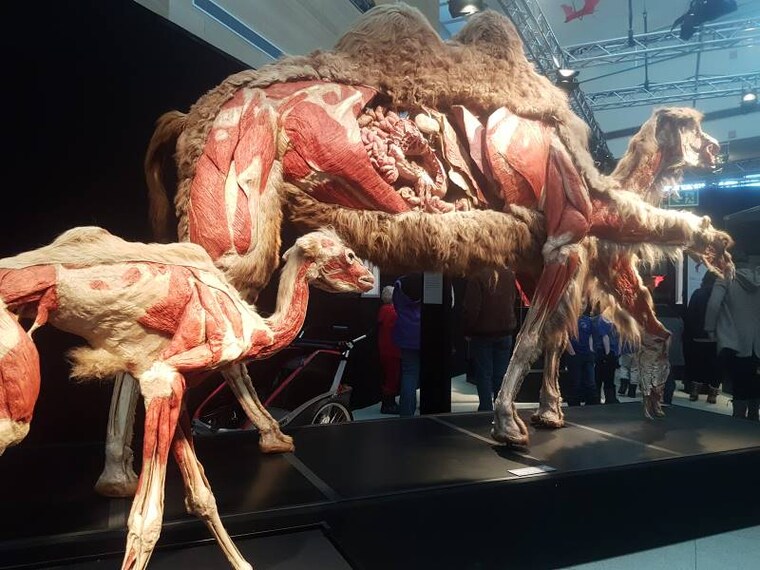 Calgary_TELUS_Spark_Science_Centre_3