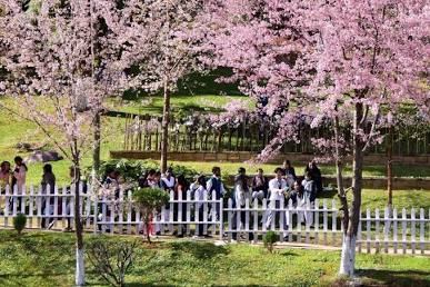 Cherry Blossom Festival, Meghalaya