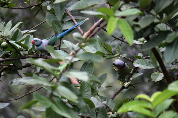 Chikmagalur_wildlife