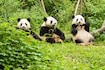 China_wildlife