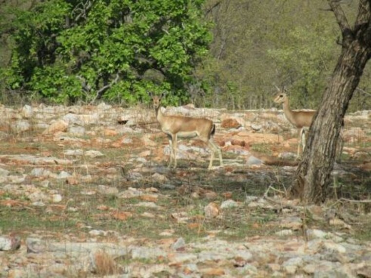 chittorgarh_bassi_wildlife_sanctuary
