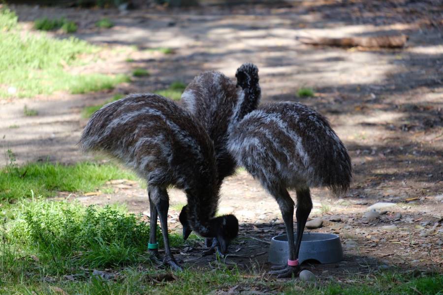 Christchurch_Orana_Wildlife_Park_6