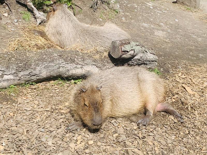 Christchurch_Willowbank_Wildlife_Reserve_4