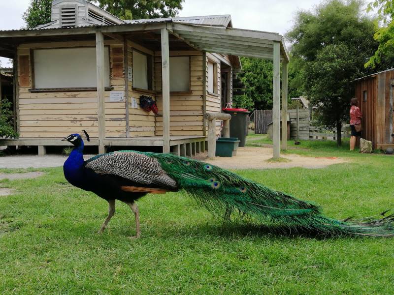Christchurch_Willowbank_Wildlife_Reserve_8