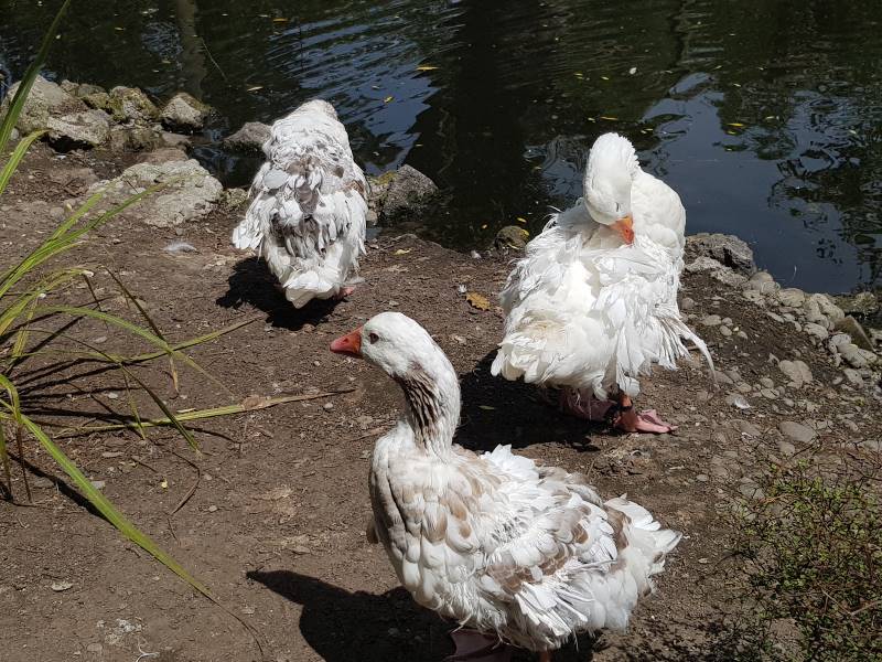 Christchurch_Willowbank_Wildlife_Reserve_9