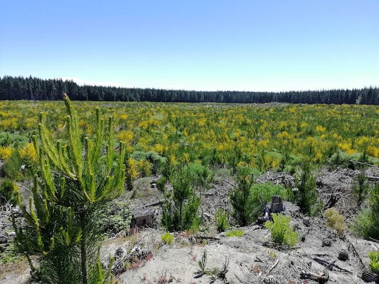 Christchurch_Bottle_Lake_Forest_Park_10
