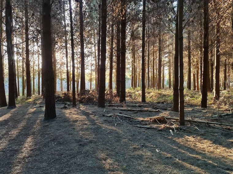 Christchurch_Bottle_Lake_Forest_Park_1