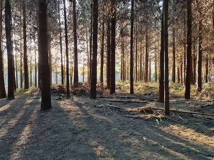Bottle Lake Forest Park