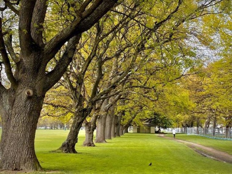 Christchurch_Hagley_Park_North_1