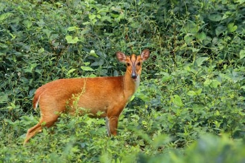 Anamalai Tiger Reserve