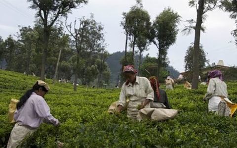 Tea Tasting at High Field Tea Factory