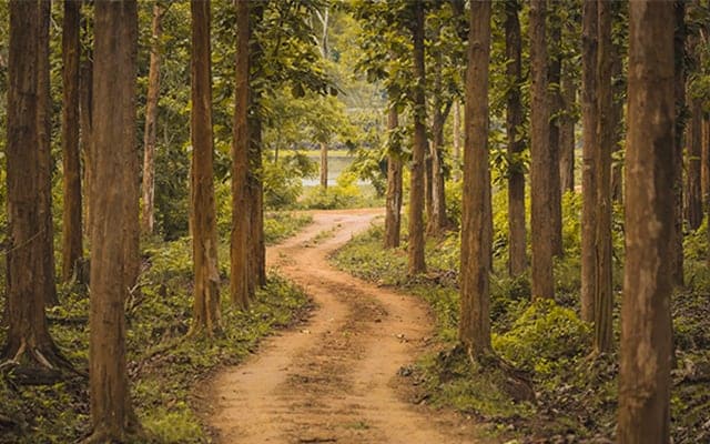 Coorg Nagarhole National Park Landscape Image