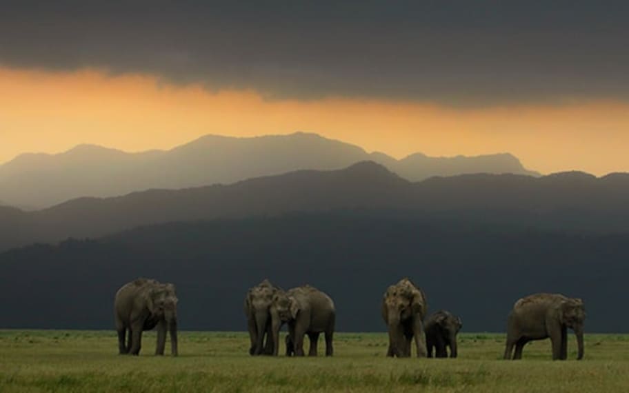 Jim Corbett Elephant Safari Landscape Image