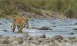 Corbett_wildlife