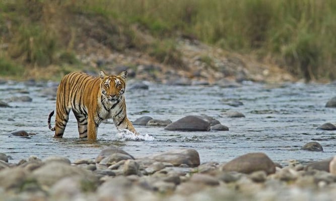 Corbett_wildlife