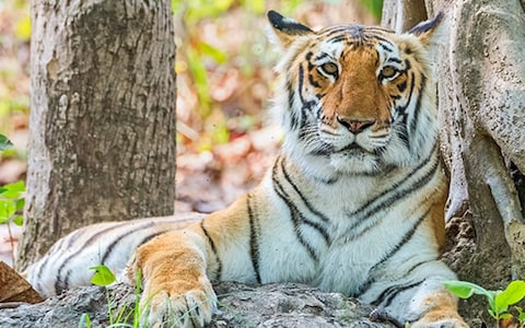 Corbett, Uttarakhand