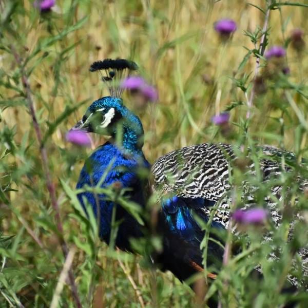 Cork_Fota_Island_2