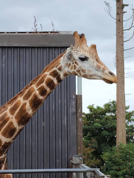 Cork_Fota_Wildlife_Park_2