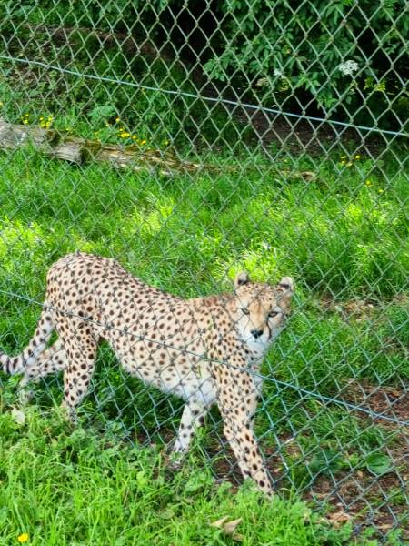 Cork_Fota_Wildlife_Park_3