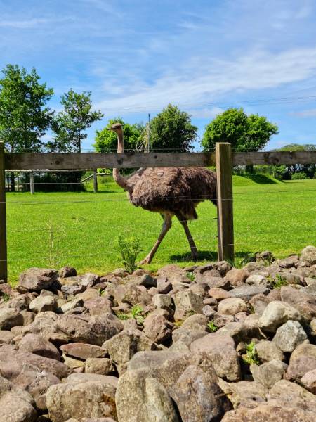 Cork_Fota_Wildlife_Park_4