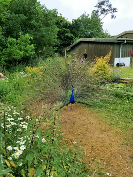 Cork_Fota_Wildlife_Park_5