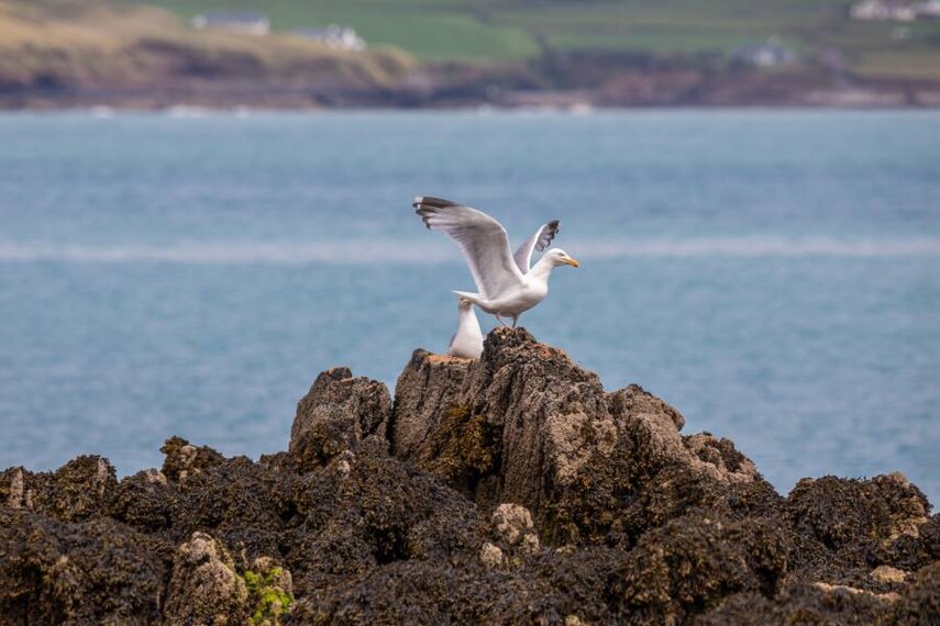 Cork_Red_Strand_Beach_5