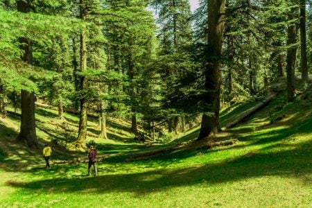 Dalhousie Kalatop Wildlife Sanctuary Landscape Image