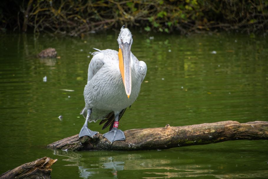 Kusheshwar_asthan_bird_sanctuary_1