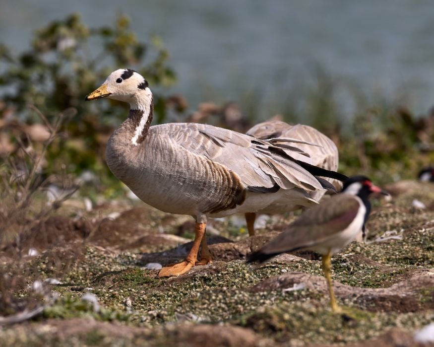 Kusheshwar_asthan_bird_sanctuary_2