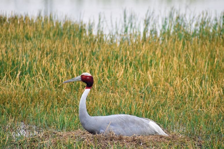 Kusheshwar_asthan_bird_sanctuary__3