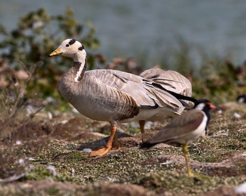 Kusheshwar Asthan Bird Sanctuary