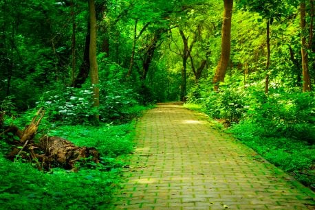 delhi_lush_gardens_of_delhi_2
