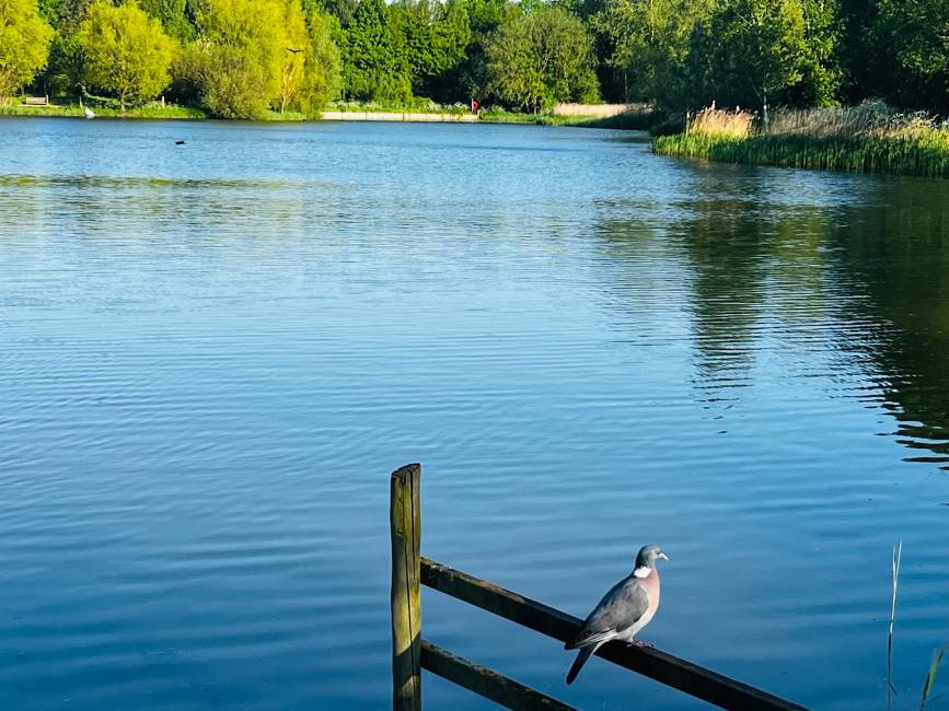 Leicester_Rushcliffe_Country_Park_3
