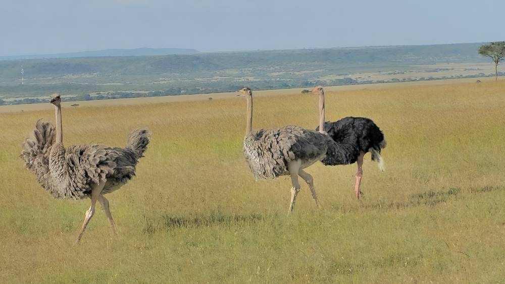 Maasai_Mara_Birdwatching_Safari_4