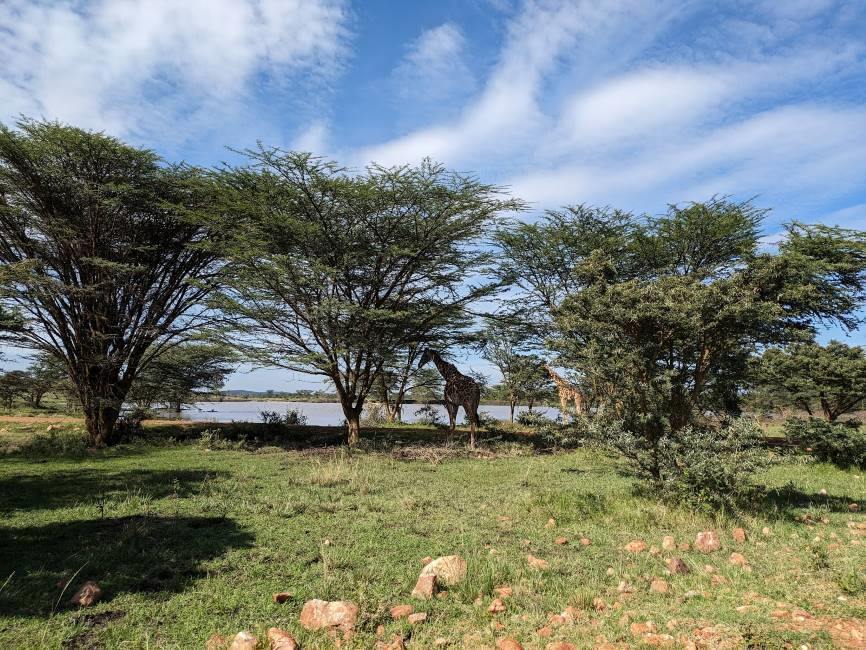 Maasai_Mara_Enonkishu_Conservancy_1