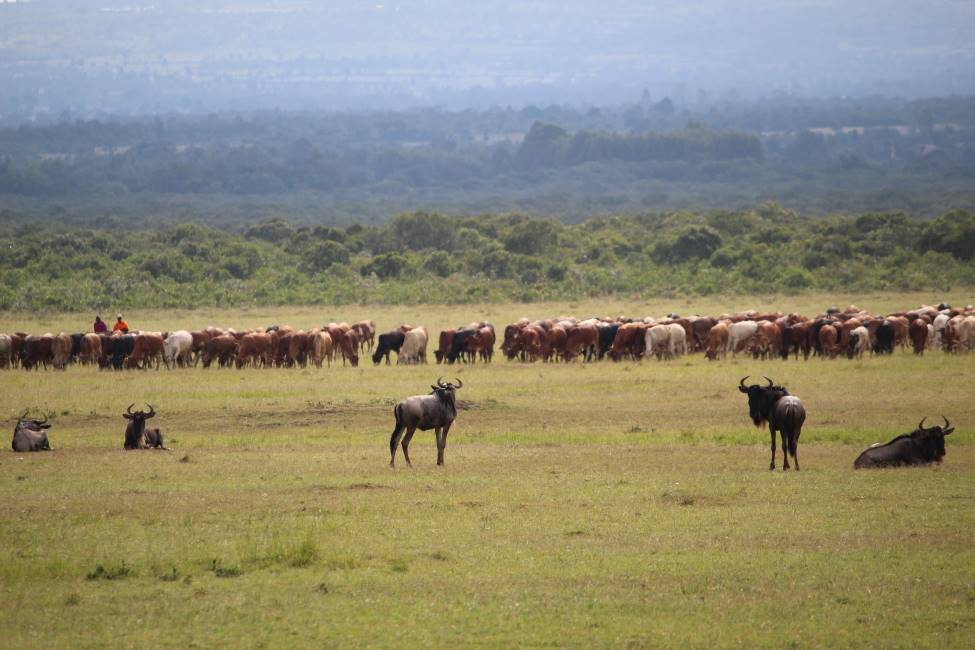 Maasai_Mara_Enonkishu_Conservancy_2