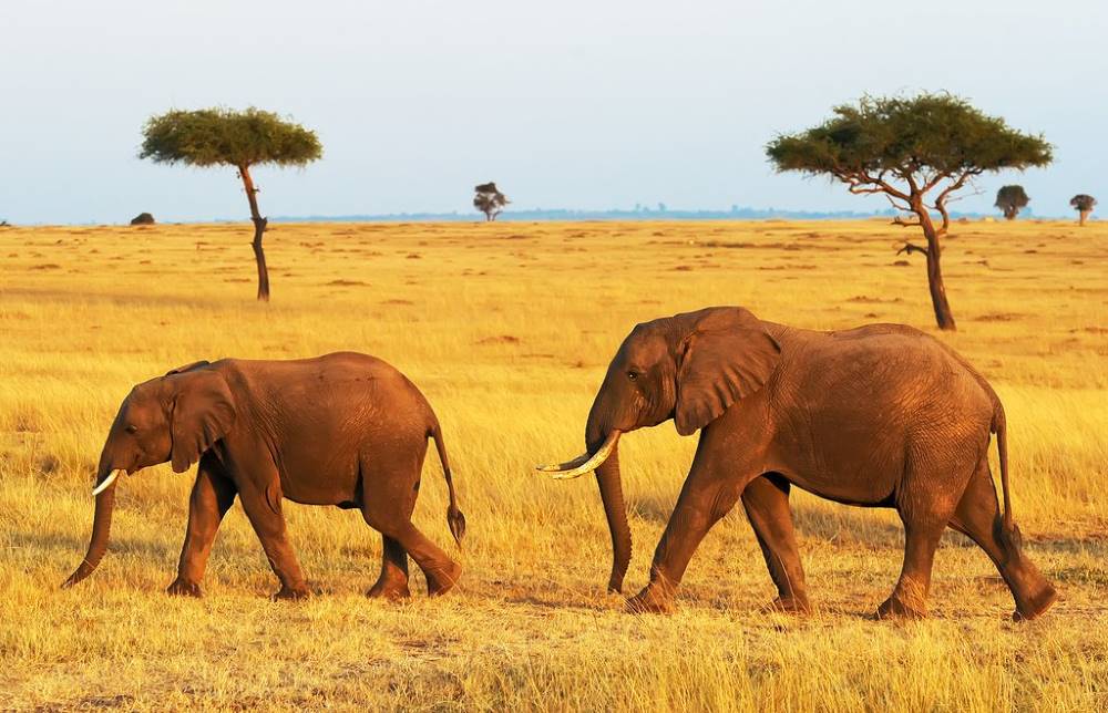 Maasai_Mara_Game_Drive_Safari_2
