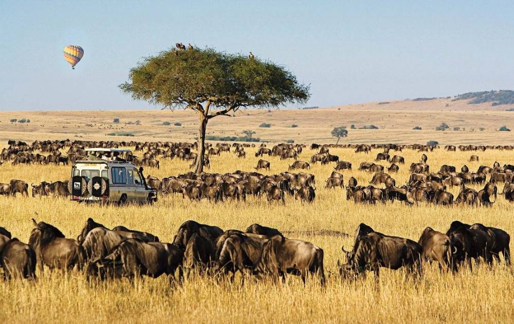 Maasai_Mara_Game_Drive_Safari_6